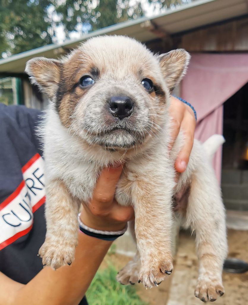 De L'Orée De Beffou - Chiot disponible  - Bouvier australien