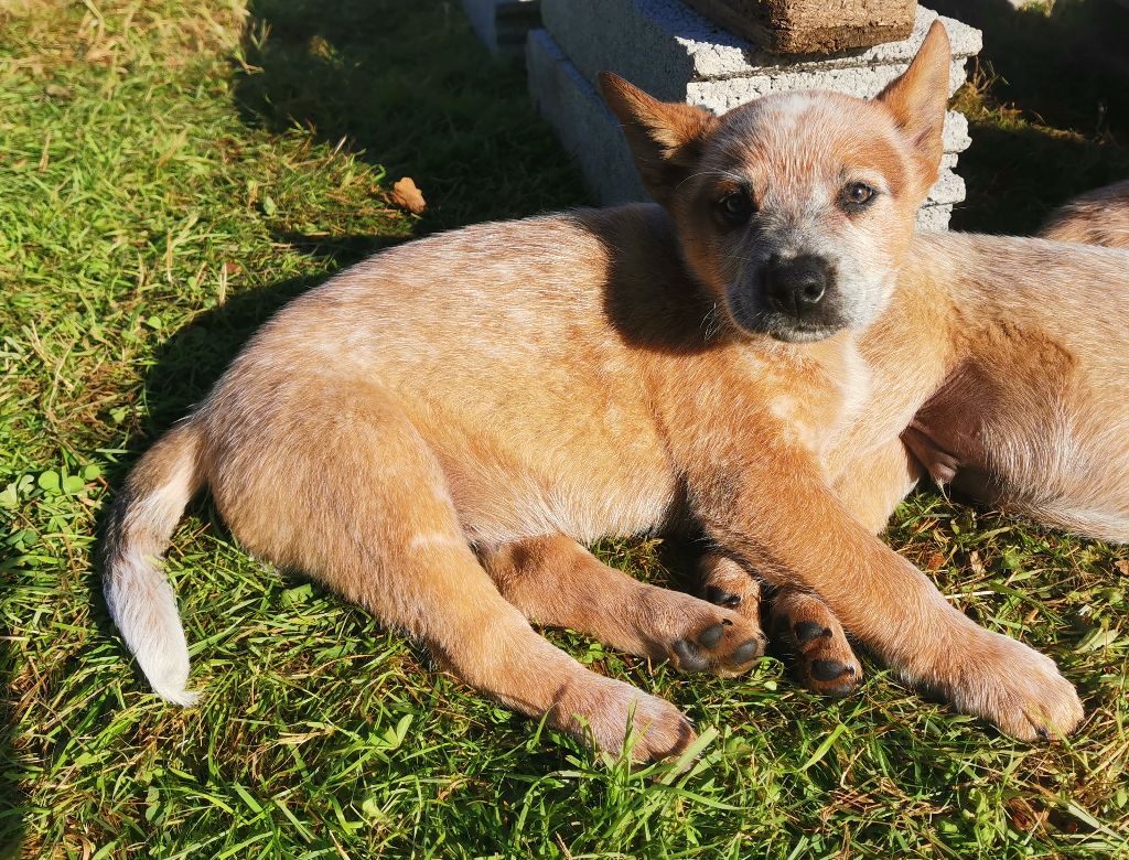 De L'Orée De Beffou - Chiot disponible  - Bouvier australien