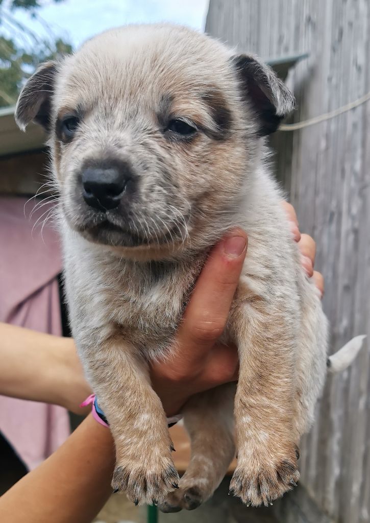 De L'Orée De Beffou - Chiot disponible  - Bouvier australien