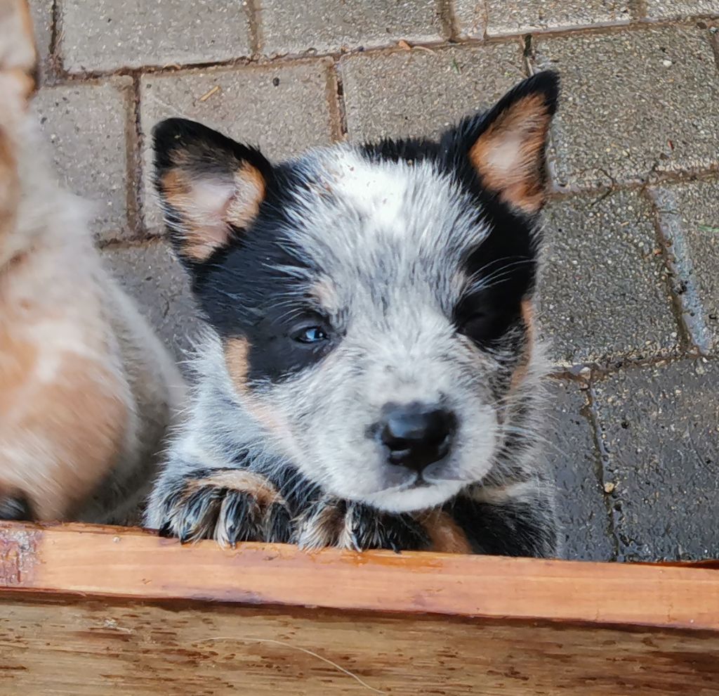 De L'Orée De Beffou - Chiot disponible  - Bouvier australien