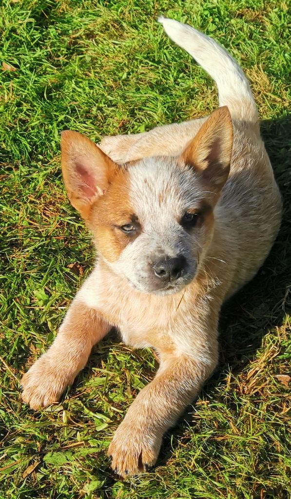 De L'Orée De Beffou - Chiot disponible  - Bouvier australien