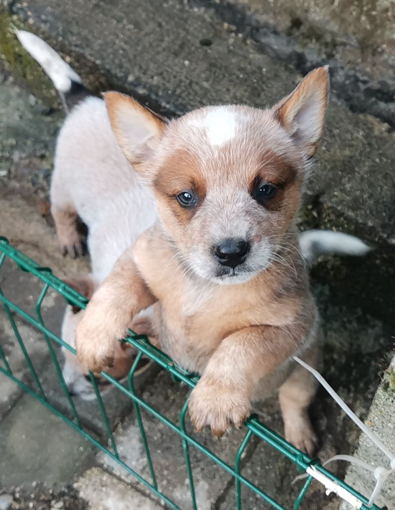 De L'Orée De Beffou - Chiot disponible  - Bouvier australien