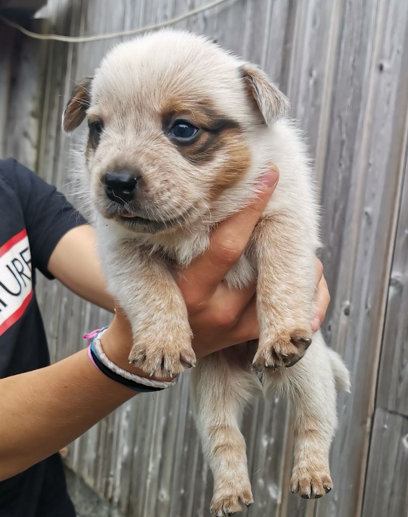 De L'Orée De Beffou - Chiot disponible  - Bouvier australien